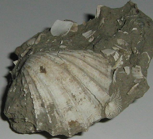 Acanthocardia paucicostata (Sowerby G. B. , 1841) - pliocene